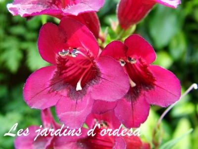 Penstemon rich ruby